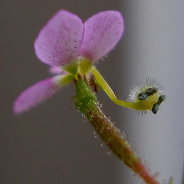 Stelidium Debile (Стелидиум)