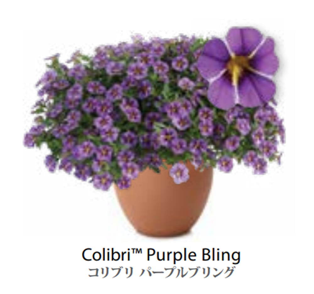 ЕВРО Калибрахоа COLIBRI Purple Bling укоренный черенок начало января поставка 9