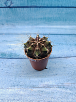 Gymnocalycium Friedrichii (Гимнокалициум)