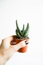 Пухлое алоэ