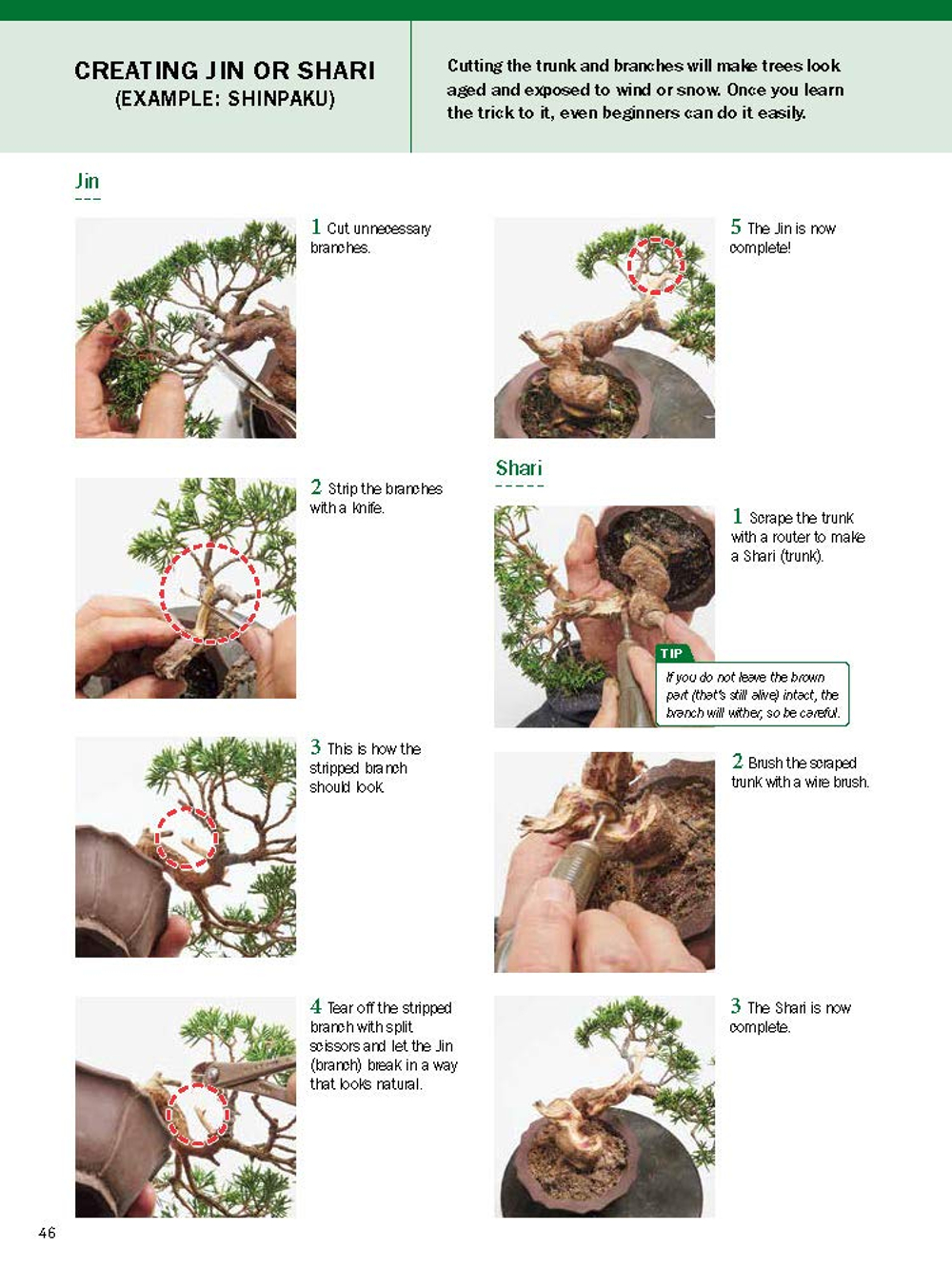 The Ultimate Bonsai Handbook: The Complete Guide for Beginners