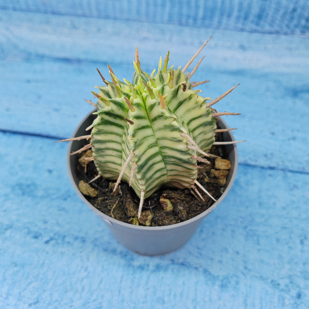 Euphorbia meloformis f. Variegated (Эуфорбия вариегатная)