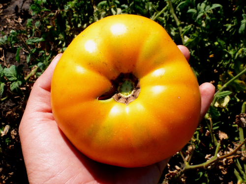 Помидоры Граф Орлов (Orlov Yellow Giant)