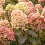 Гортензия метельчатая Скайфолл (Hydrangea paniculata Skyfall) Р9