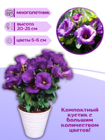 Семена Эустома высокорослая многолетняя Белая, Лизиантус комнатный + торфяные таблетки Jiffy в подарок, 5шт
