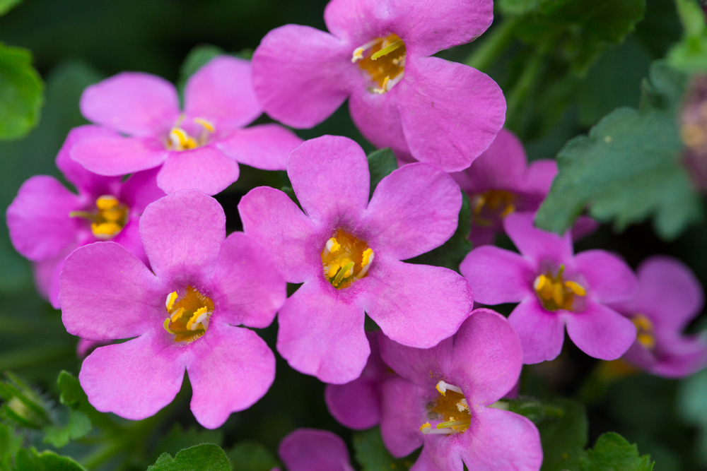 ЕВРО Бакопа EPIC Pink укоренный черенок середина января поставка 10
