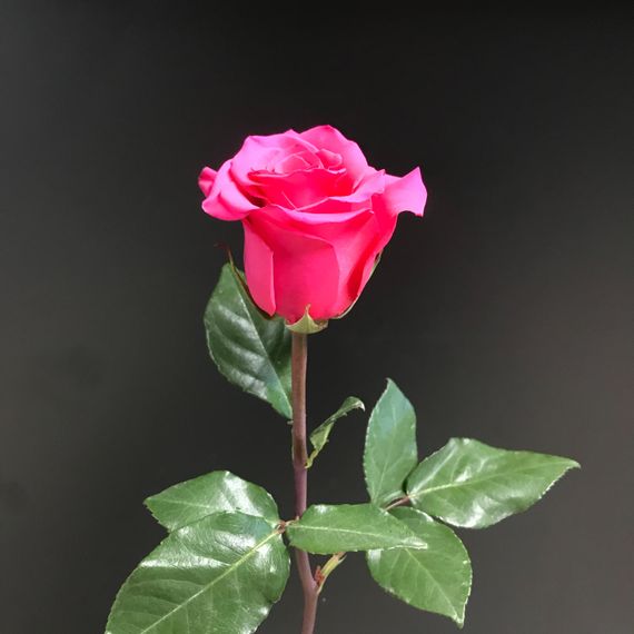 Роза сорт V. I. Pink, плантация Tessa