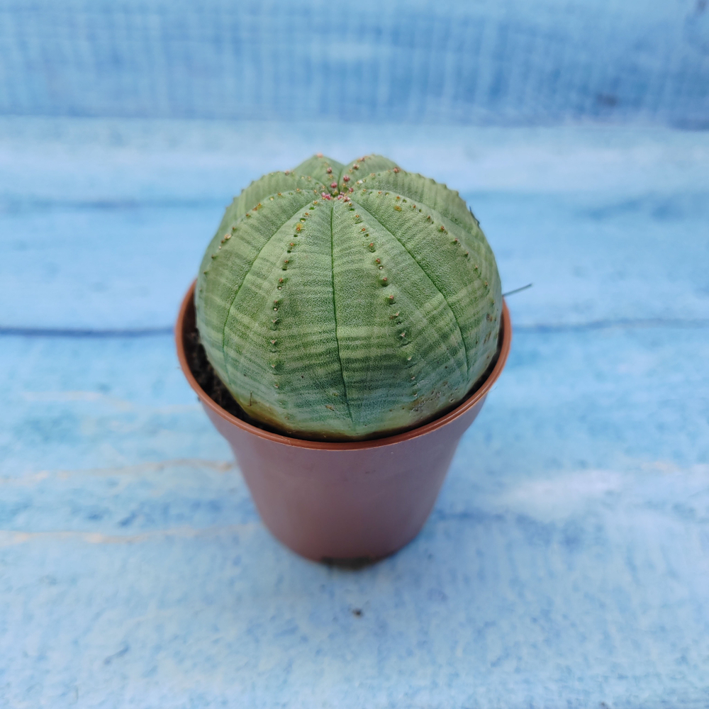 Euphorbia Obesa (Эуфорбия)