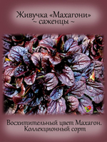 Живучка Махагони аюга многолетник