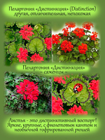 Пеларгония Дистинкция пёстролистная герань