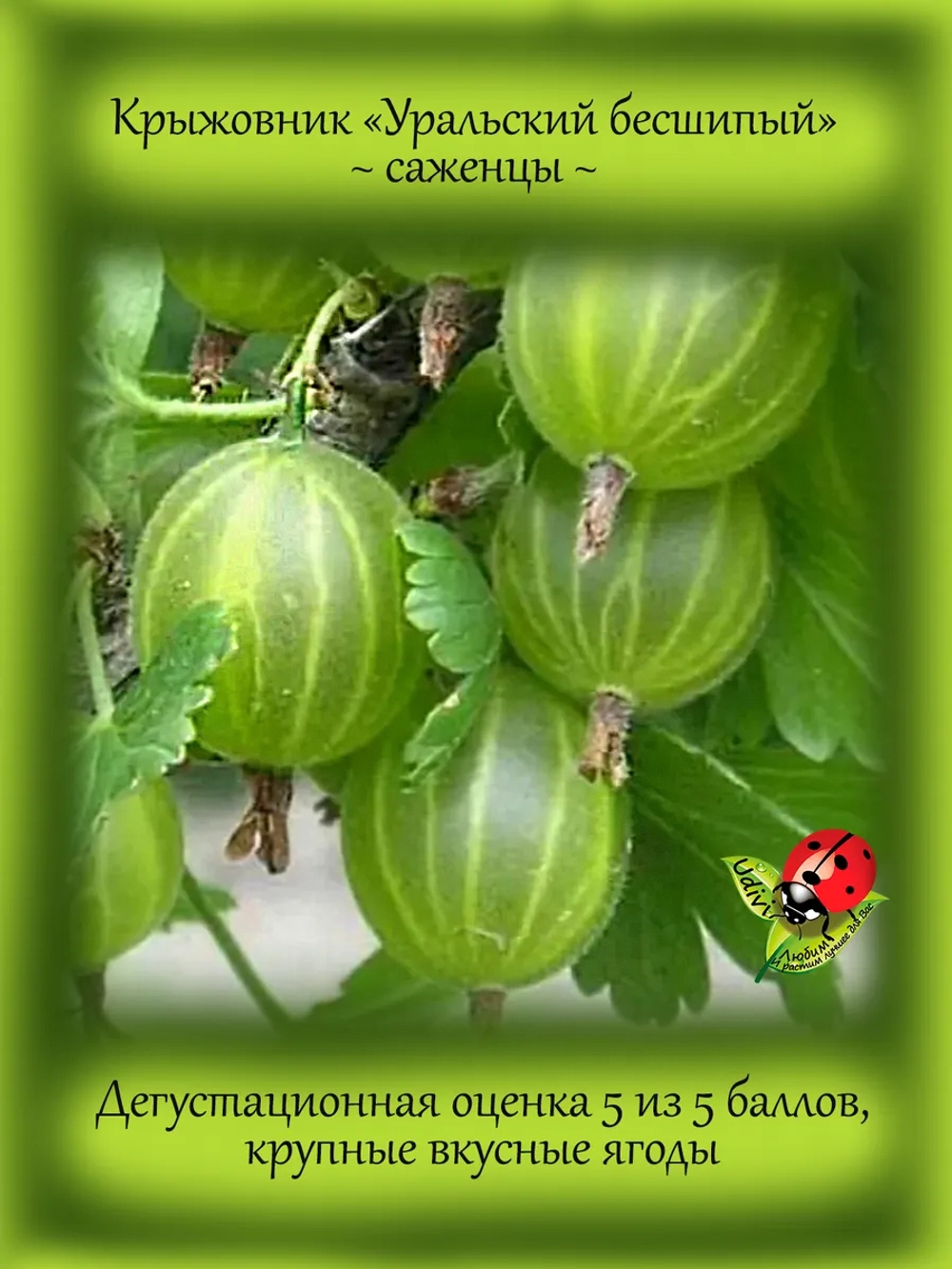 Крыжовник Уральский бесшипный