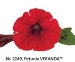 Петуния Petunia VERANDA Red ЕВРО укорененный черенок ЯНВАРЬ 27 поставка 12
