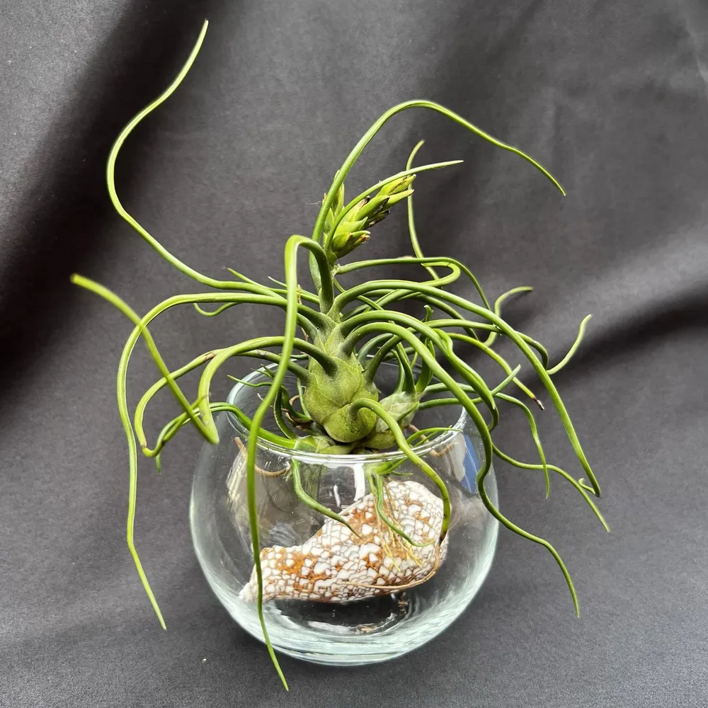 Тилландсия Bulbosa clump, атмосферное растение