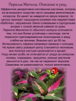 Перилла Магилла
