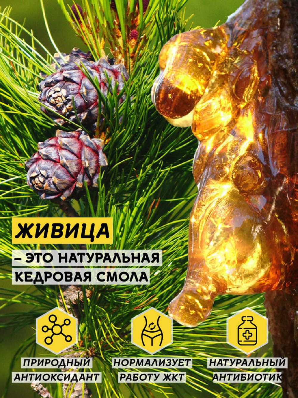 Мёд натуральный с кедровой живицей, 950 г