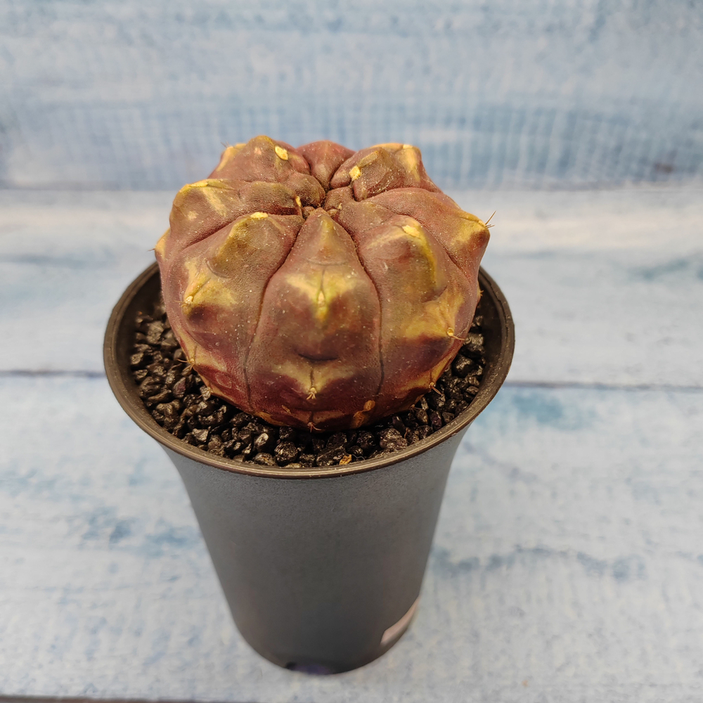 Gymnocalycium Daydream (Гимнокалициум)