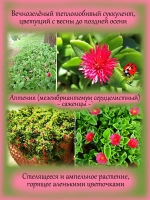 Аптения Мезембриантемум сердцелистный суккулент