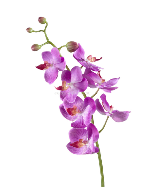 Орхидея Фаленопсис Элегант светло-фиолет