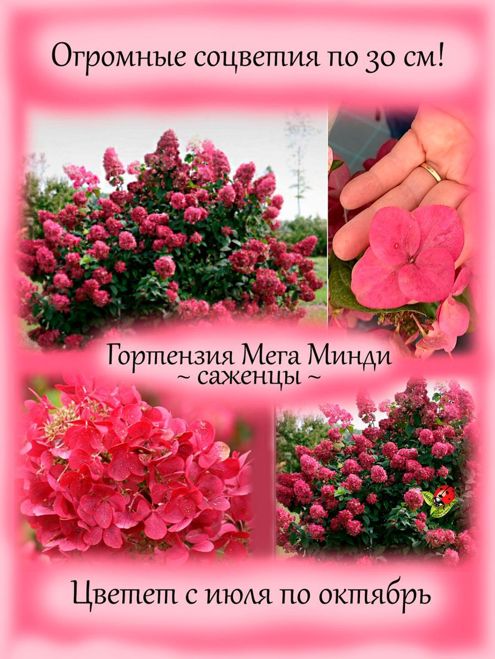 Гортензия Мега Минди метельчатая