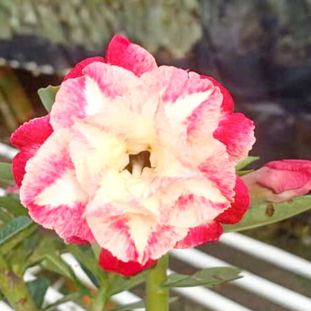 Адениум TQC-104-SUNRISE BLOSSOM (В73)