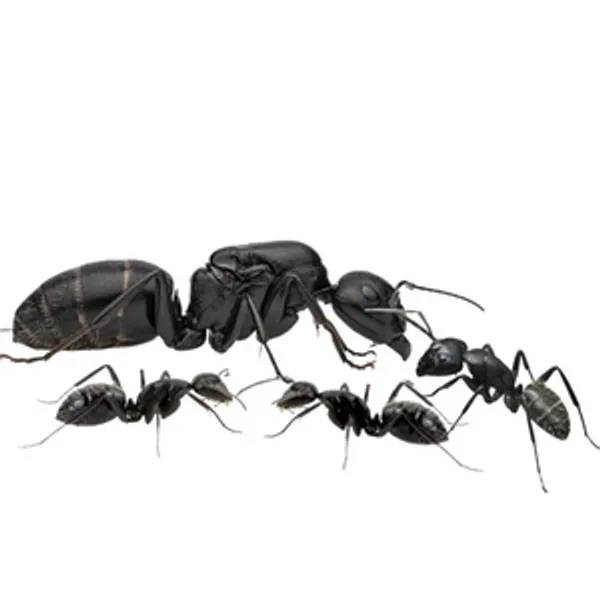 В нашем питомнике у CAMPONOTUS VAGUS появились первые яйца