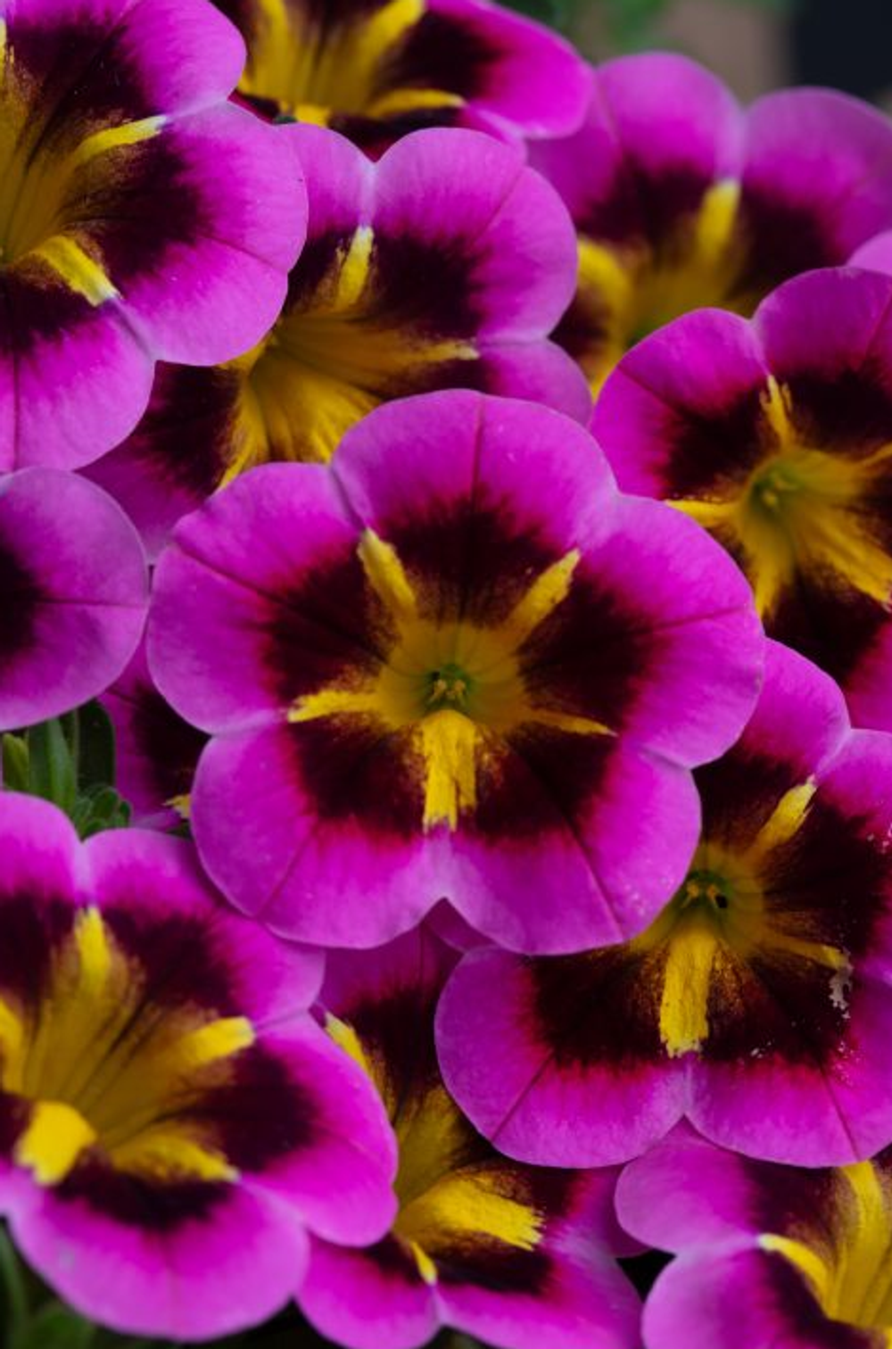 ЕВРО Калибрахоа Caliloco Starfire Fuchsia укореннный черенок ОКС январь 26