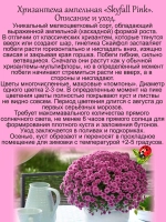 Хризантема Скайфол Розовый ампельная
