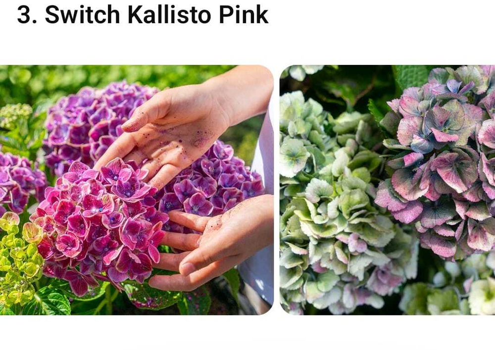 Свитч Каллисто Пинк (Switch Kallisto Pink) р9 сентябрь-октябрь 2027 г.