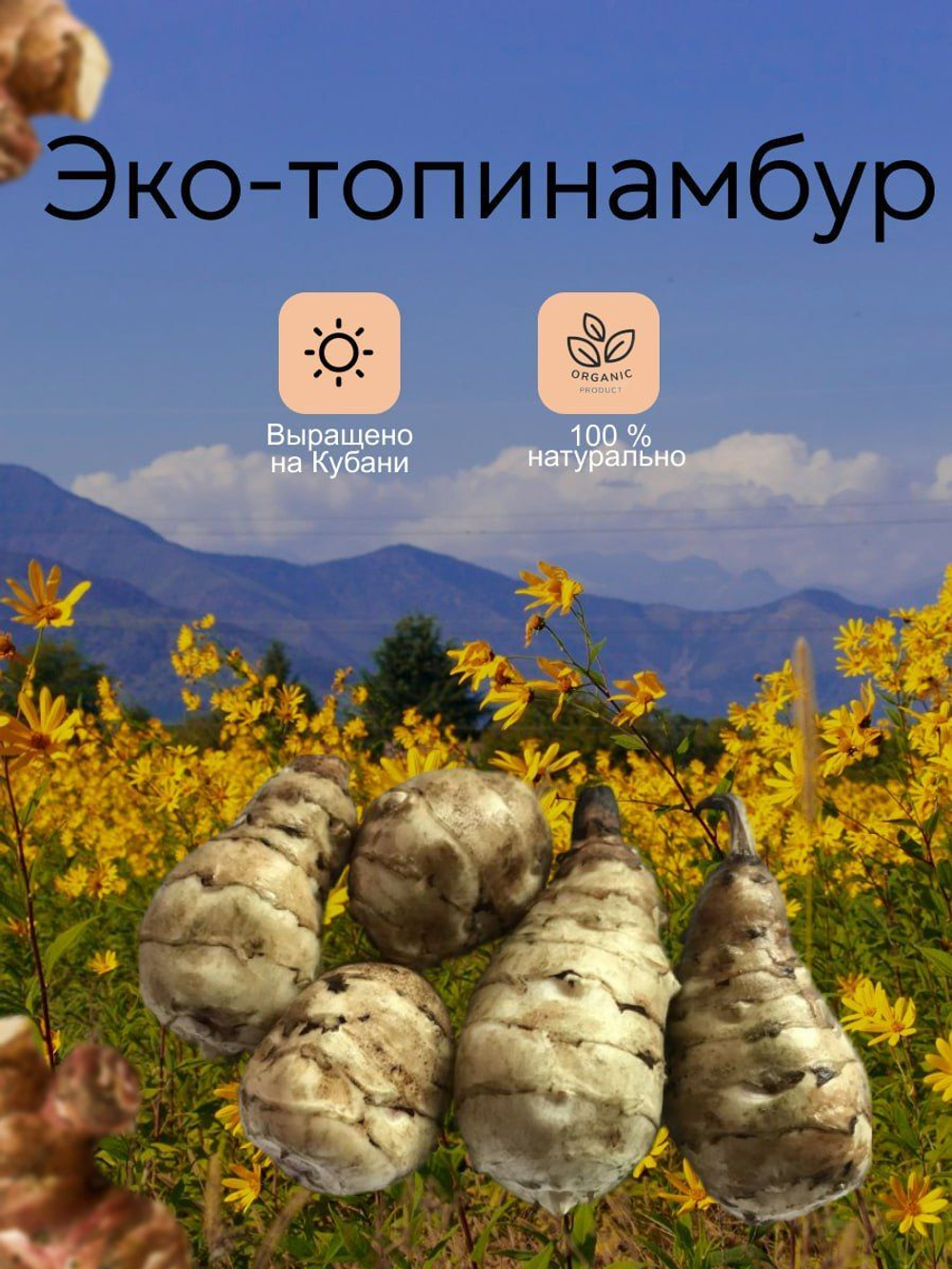 Топинамбур клубни
