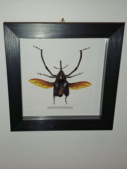 Жук Слоник Cyrtotrachelus longimanus в рамке