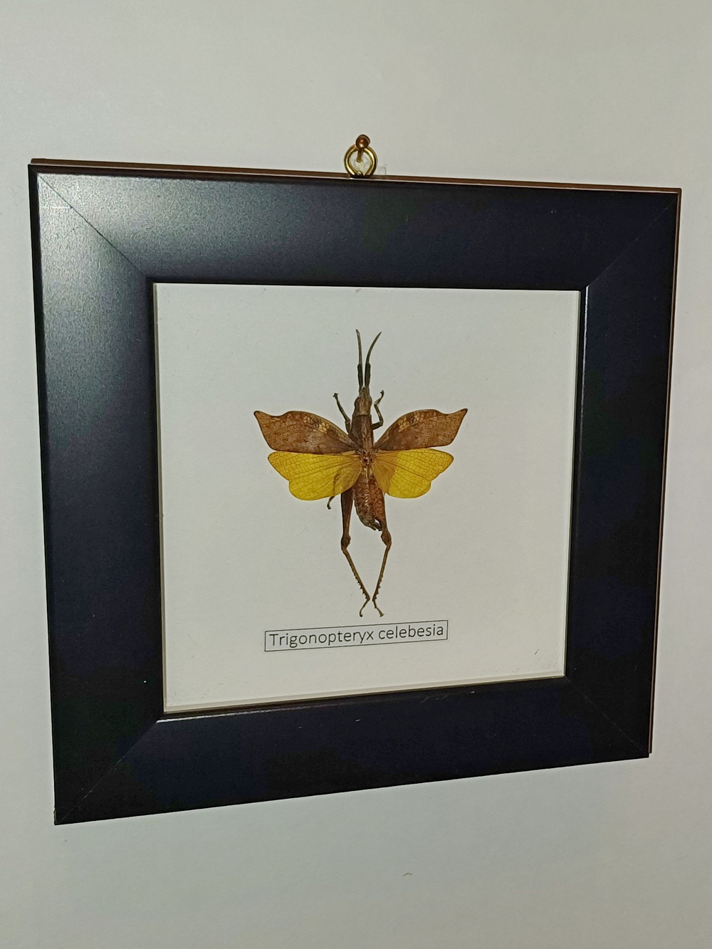 Кузнечик Trigonopteryx в рамке