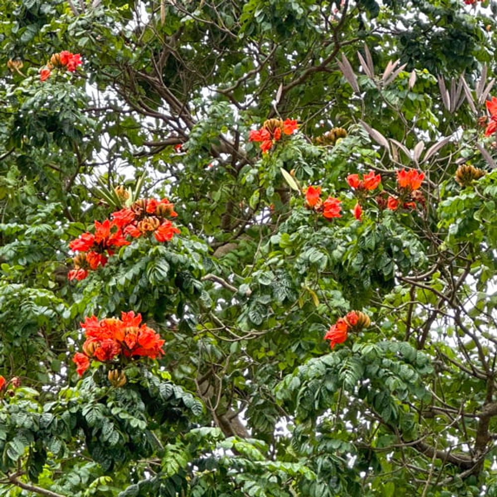 Спатодея колокольчиковая – Spathodea campanulata
