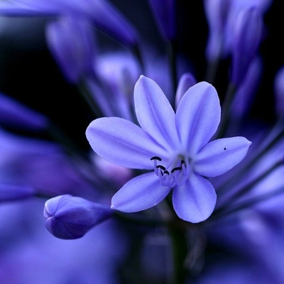 Отдушка Wild Bluebell (JO MALONE)