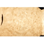 Подвесной светодиодный светильник Divinare NEBULA 1572/05 SP-30