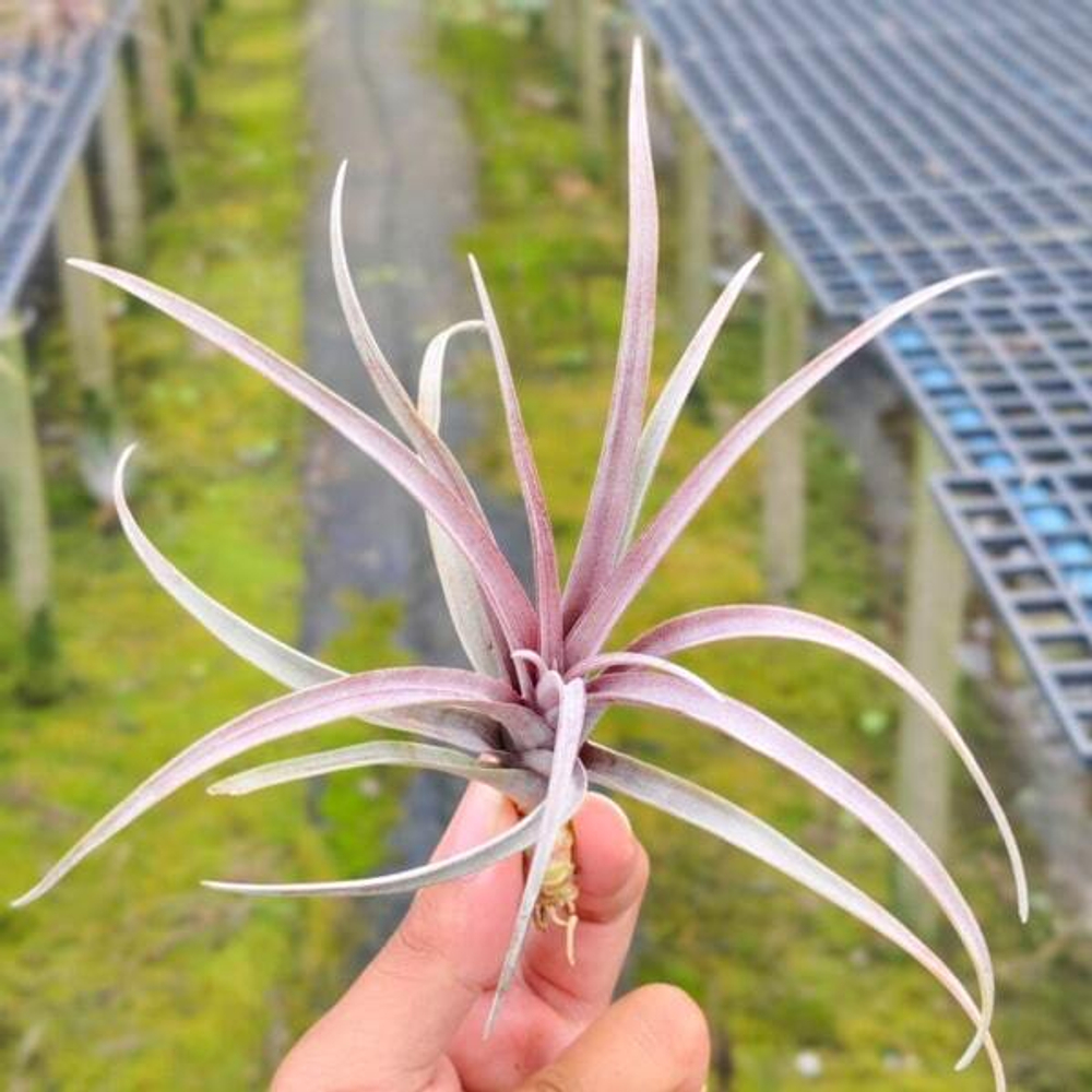 Тилландсия capitata v. domingensis R (Т14)