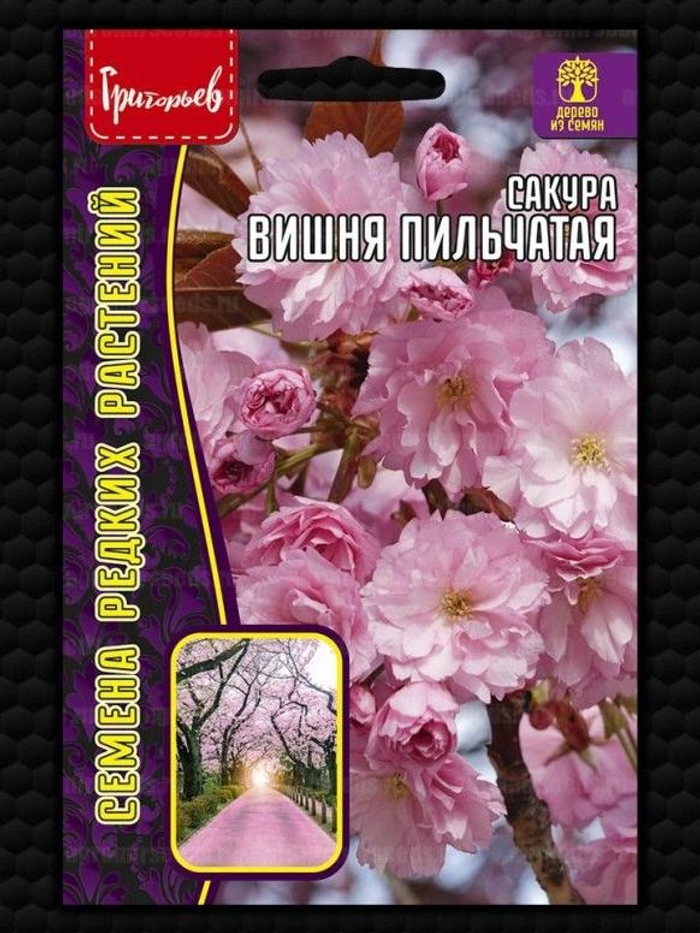 Сакура Вишня пильчатая 5шт (Ред.Сем)
