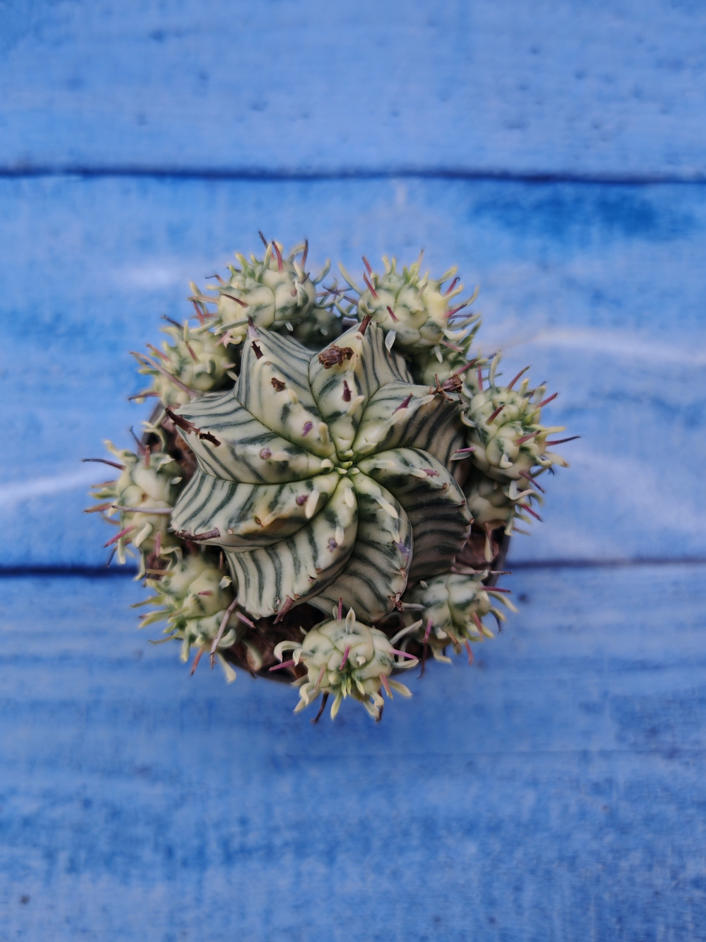 Euphorbia meloformis f. Variegated (Эуфорбия вариегатная)