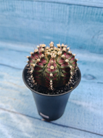 Gymnocalycium T-Rex Pink hybride (Гимнокалициум T-rex)