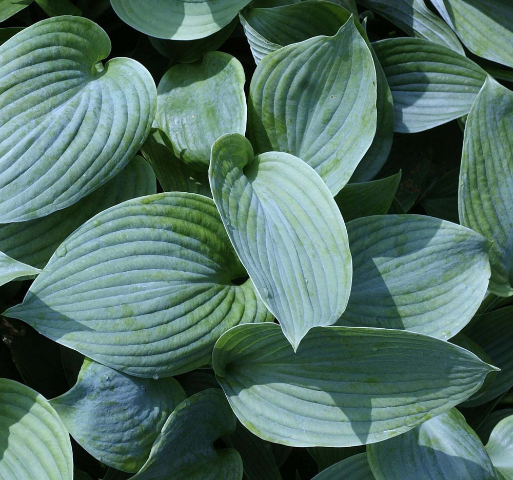Хоста гибридная "Blue Angel". Hosta "Blue Angel".