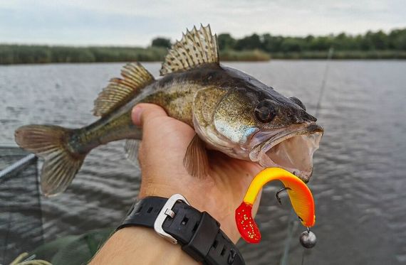 Виброхвосты LJ 3D Series RED TAIL SHAD 5.0in (12.50)/PG03 3шт.