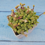 Sedum compactum (Седум)