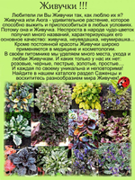 Живучка Принцесса Лея аюга многолетник