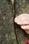 Брюки камуфляжные Зеленый пиксель прямого кроя Сорочка