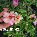 Адениум обесум 042 Lee Sky