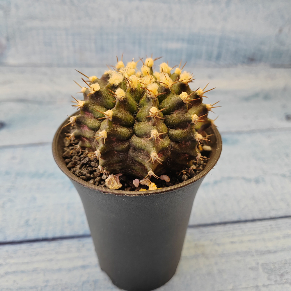 Gymnocalycium T-Rex hybride (Гимнокалициум T-rex)
