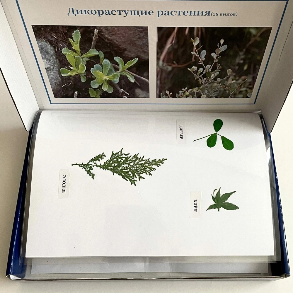 Комплект гербариев по систематике растений с определительными карточками