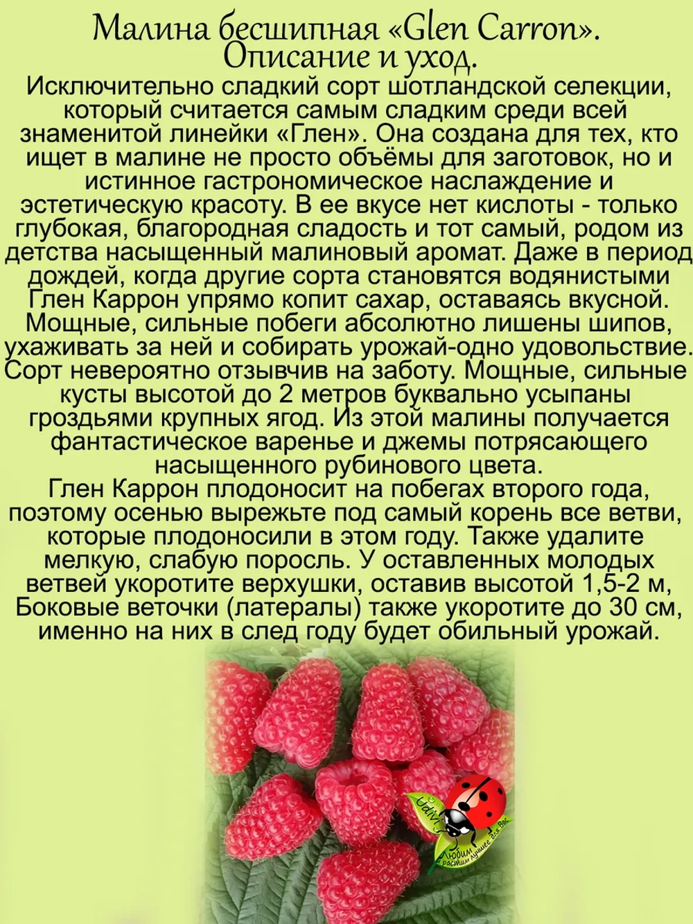 Малина Глен Каррон бесшипая очень сладкая