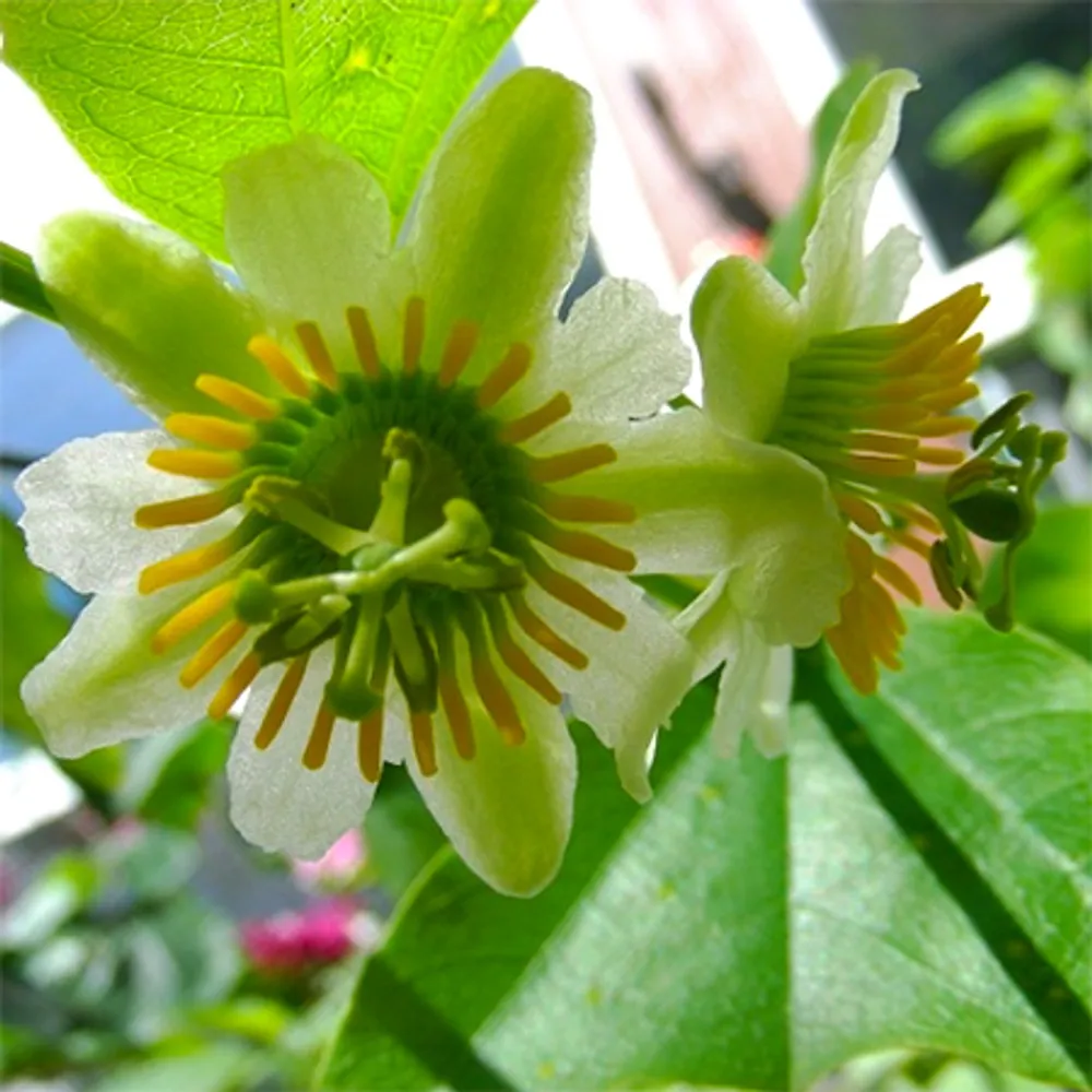 Страстоцвет двуцветковый (Passiflora biflora) семена