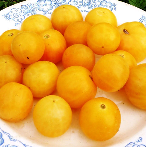 Помидоры Gajo de Melon - Ломтик Дыни