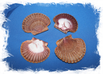 Пектен Вогдеси (плоская створка), 6-8см, 1шт